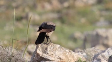 Kukuletalı karga ayakları