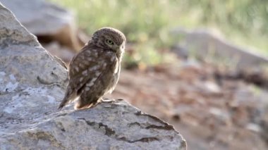 Bir kaya üzerinde Kukumav duran