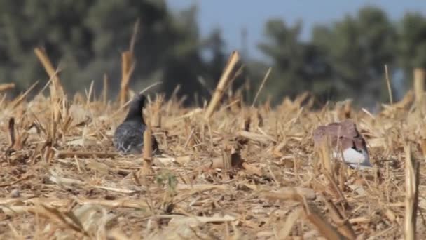 Wildtauben schwärmen aus — Stockvideo