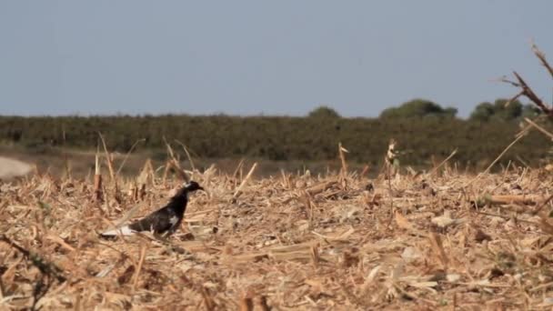 Förvildade duvor flock — Stockvideo