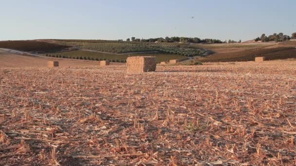 Troupeau de pigeons sauvages — Video