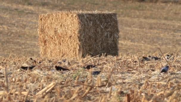 Стадо диких голубів — стокове відео