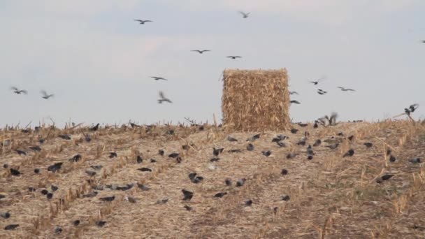 Rebanho de pombos da família Feral — Vídeo de Stock