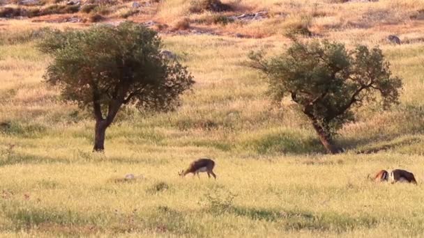 Gazzelle di montagna israeliane — Video Stock