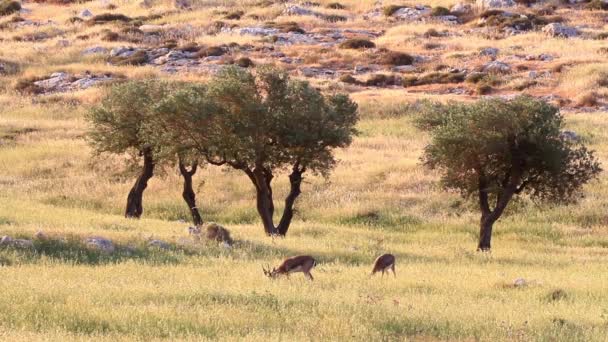 Israeli mountain gazelles — Stock Video