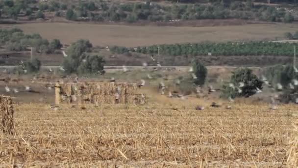 Rebanho de pombos da família Feral — Vídeo de Stock