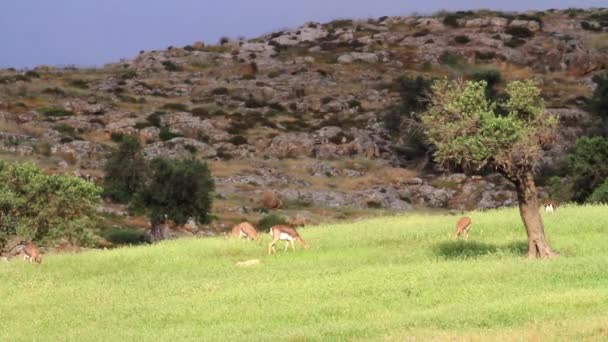 Israeliska berg gaseller — Stockvideo