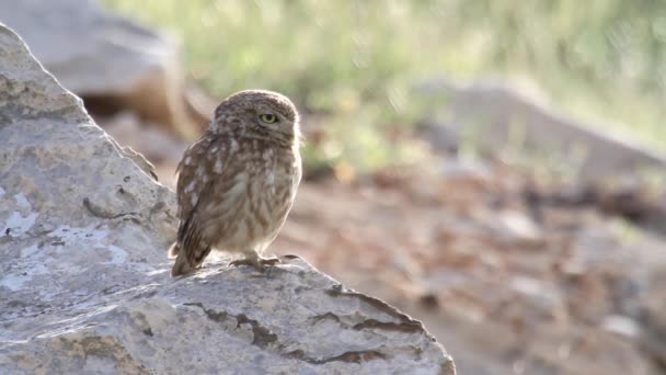 Pequeño búho de pie sobre una roca — Vídeos de Stock