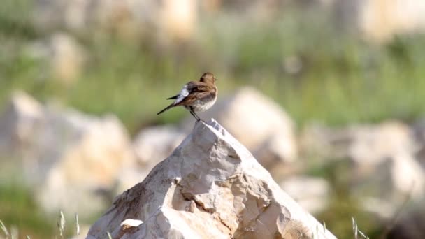 Pájaro se sienta en roca — Vídeos de Stock