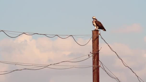 Osprey zittend op elektrische paal — Stockvideo