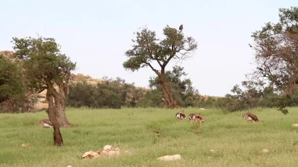 Israëlische berg Gazellen — Stockvideo