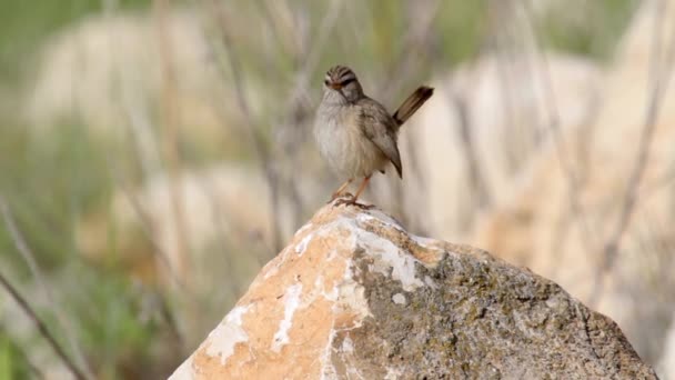 Uccello si siede su roccia — Video Stock