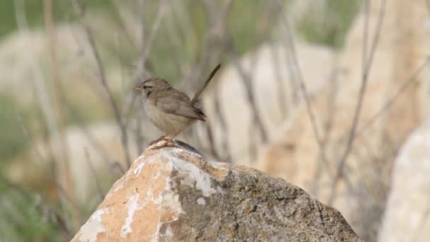 Vogel sitzt auf Felsen — Stockvideo