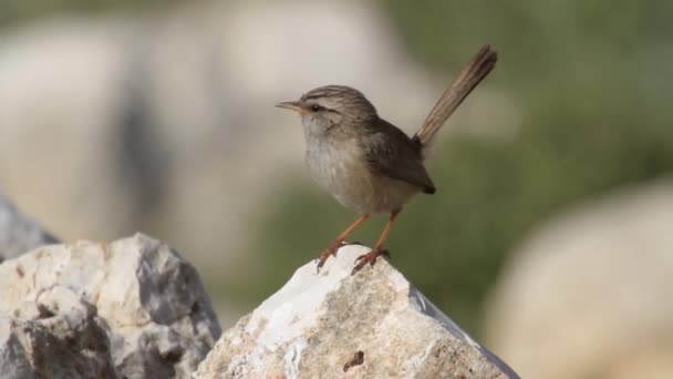 Pájaro se sienta en roca — Vídeos de Stock