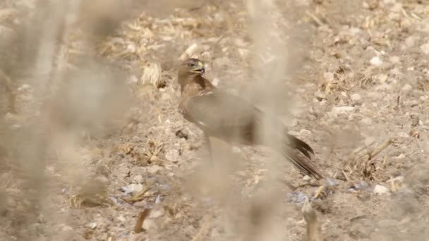 Bonelli's eagle i vilda djur — Stockvideo