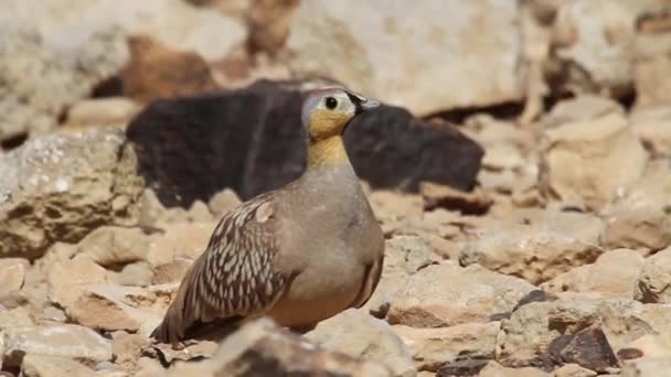 Chukar bird standing — Stock Video