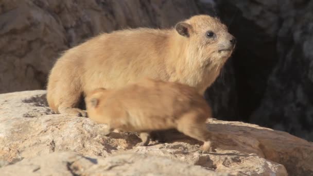 Rock Klipdasachtigen zittend op rots — Stockvideo