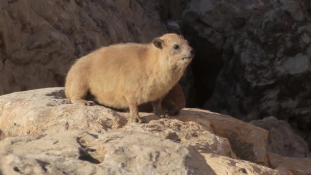 Rock Klipdasachtigen zittend op rots — Stockvideo