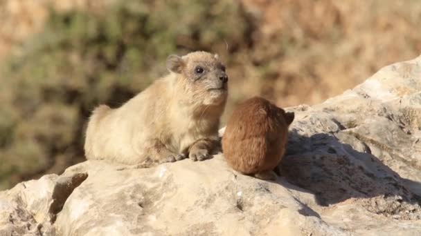 Ροκ hyrax αυξήθηκαν καθισμένος σε βράχο — Αρχείο Βίντεο