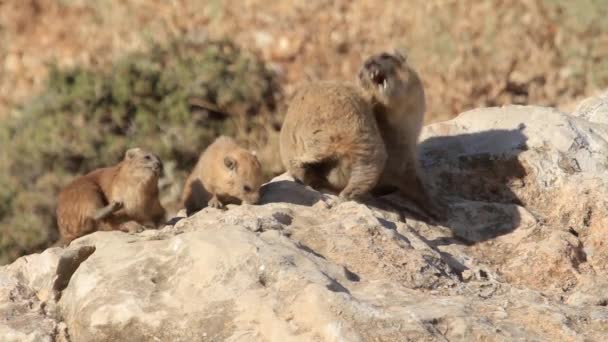 Ροκ hyrax αυξήθηκαν καθισμένος σε βράχο — Αρχείο Βίντεο