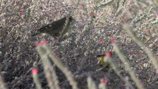 Grünfinken fressen an Zweigen — Stockvideo