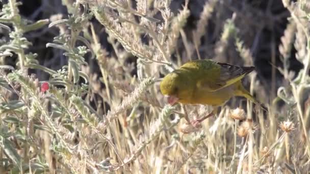 Greenfinch eating on twig — Stock Video