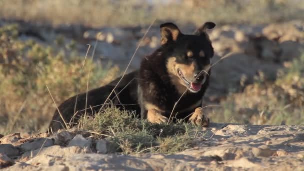 Feral dog lying in the grass — Stock Video