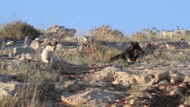 Yabani köpekler çim yalan — Stok video