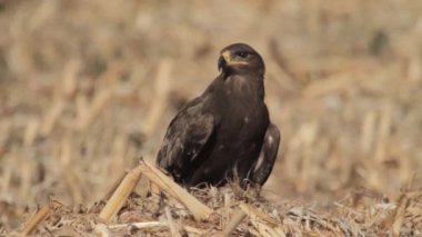 Bozkır kartalı yere oturur