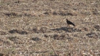 Bozkır kartalı yere oturur