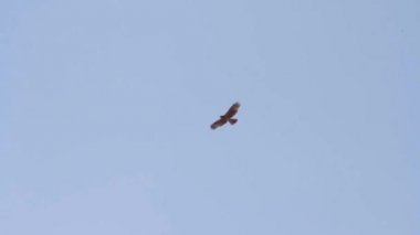 gökyüzünde uçan Kartallar