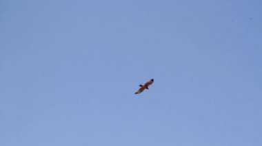 Gökyüzünde uçan kartal