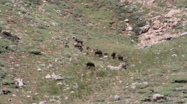 Yaban domuzları koloni