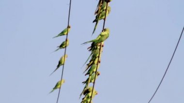 Boyunlu parakeets halkalı
