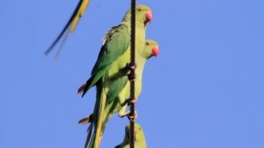 Boyunlu parakeets halkalı