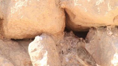 Rock serçe Negev Çölü'nde