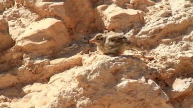 Rock serçe Negev Çölü'nde