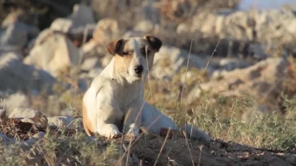 Wilder Hund liegt im Gras — Stockvideo