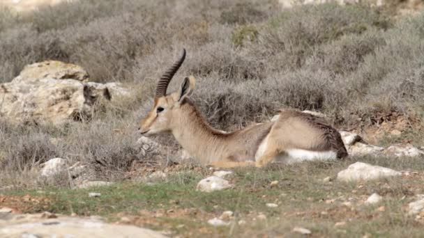 Gazelle acostada en la hierba — Vídeos de Stock