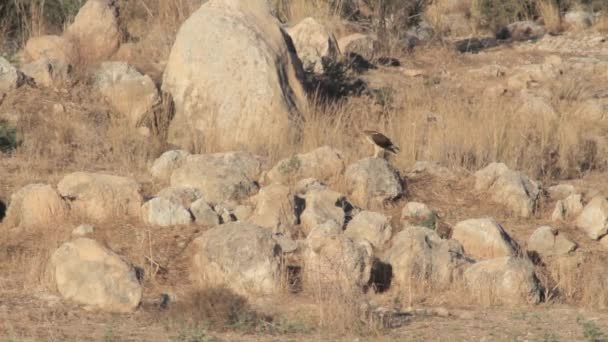 Орёл Бонеллис стоит на скале — стоковое видео