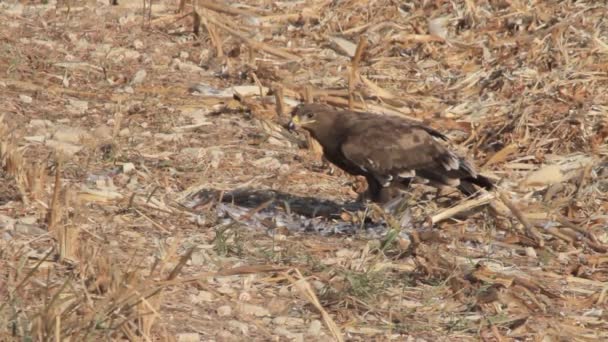 Steppe eagle sitter på marken — Stockvideo