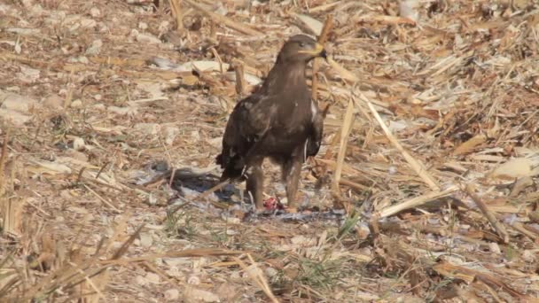 Степной орёл сидит на земле — стоковое видео