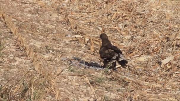 Steppe eagle äta duva — Stockvideo