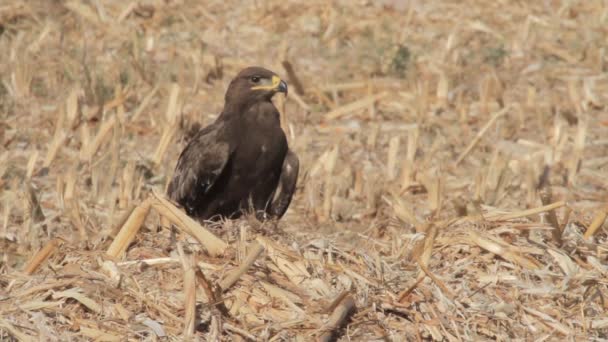 Steppe águila se sienta en el suelo — Vídeos de Stock