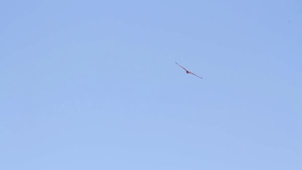 aigle volant dans le ciel