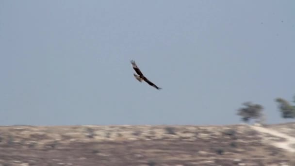 Bonellis águila vuela — Vídeos de Stock