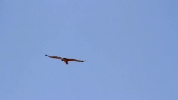 Adelaar vliegen in de lucht — Stockvideo