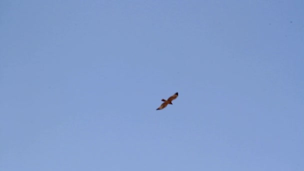 Adelaar vliegen in de lucht — Stockvideo