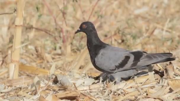 Wildtaubenfütterung — Stockvideo