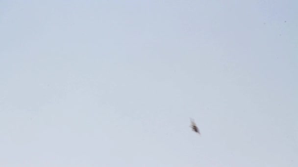 Águila Bonellis aterrizando en un árbol — Vídeos de Stock